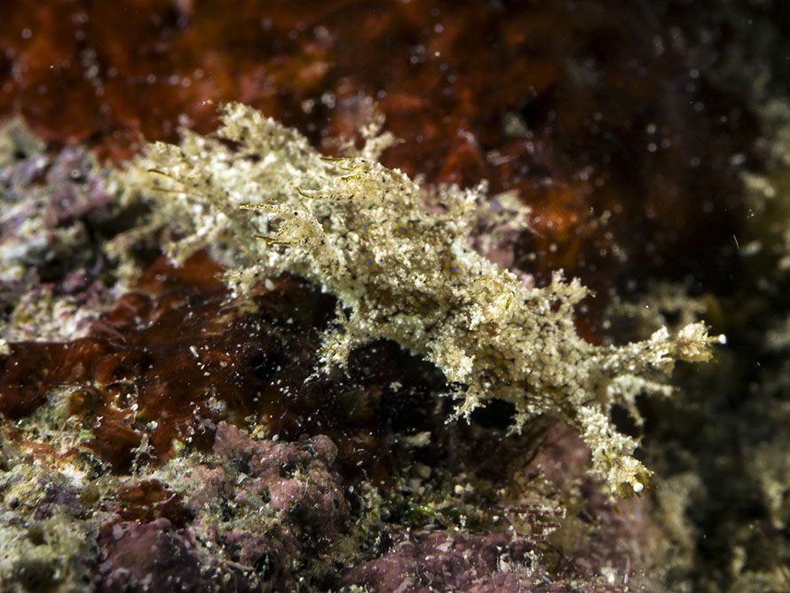 Marionia sp. H